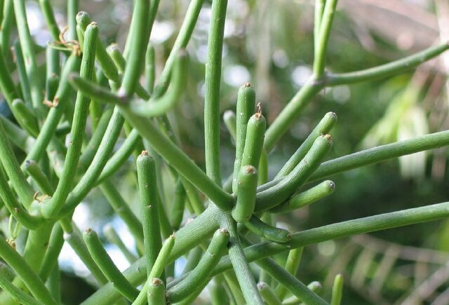 Cây Xương khô. Euphorbia tirucalli L. - Cây Thuốc Nam Quanh Ta